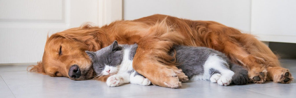 Tiergesundheit HaslachApotheke